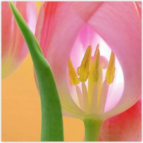 Poszterek 100x100 Rózsaszín tulipánok