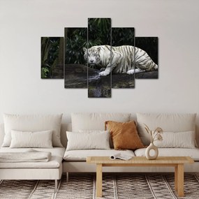 Kép - albínó tigris (150x105 cm)