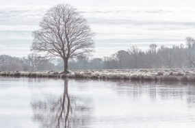 Poszter 91,5x60cm Fa tĂŒkrözĆdĂ©se a tĂłban, Assaf Frank