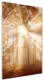 Üvegfotó Erdő ősszel osv-119225469
