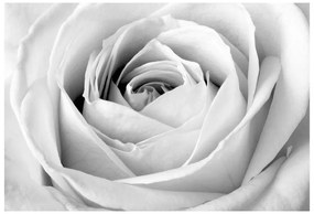 Fotótapéta fehér rózsa 104x70 cm