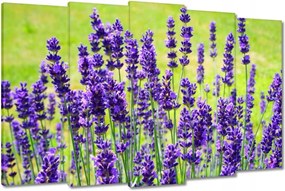 Vászonkép 150x95 Levendula virágok