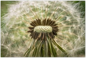 Poszterek 120x80 Pitypang Virág Virágok