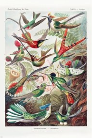 Plakát Ernst Haeckel - Kolibris, (61 x 91.5 cm)