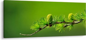 Zöld fenyőtoboz képe (120x50 cm)