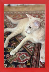 Kész képkeret, álló és akasztható, 15 piros fa, 15x23 cm