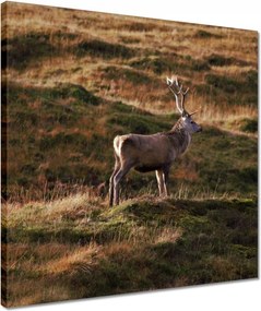 Vászonkép 40x40 Szarvas a természetben Vadászat