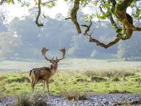 Poszter 40x30cm Szarvas a fa alatt, Assaf Frank