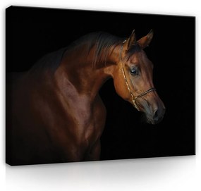 Vászonkép, Ló fekete háttéren, 80x60 cm méretben