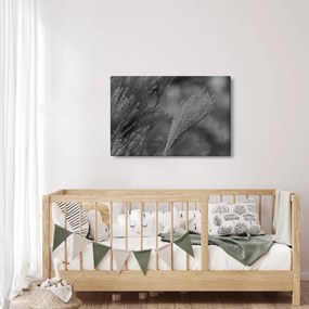 Kép - Szárított pampafű (90x60 cm)