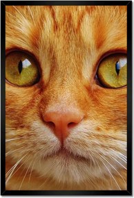 Poszterek keretben 40x60 Cica Cicák