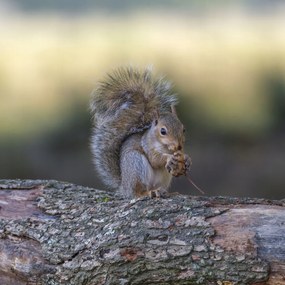 Poszter 80x80cm Diót evő mókus, Assaf Frank
