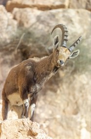 Poszter 53x81cm Ibex Nubiana, Assaf Frank