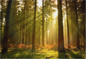 Dekoratív fotótapéta falra Könnyű összeszerelés Erdei reggel 152x104 Ragasztó