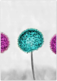 Poszterek 70x100 Lila pitypangok