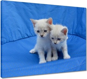 Vászonkép 50x40 Vidám kiscicák Kiscicák