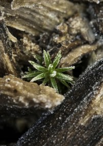 Poszter 29,7x42cm Natúr fa kéreg, Assaf Frank