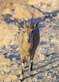 Poszter 67,5x95cm Nubiana Ibex 8, Assaf Frank