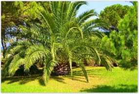 Poszterek 120x80 Trópusok Tájkép Pálmafák