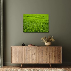 A fű képe (70x50 cm)