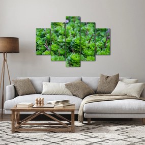 A pozsgás növények képe (150x105 cm)