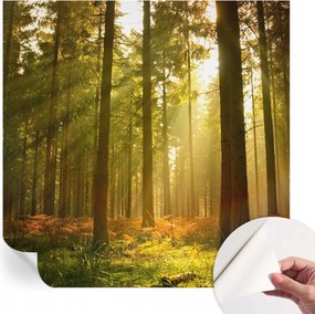 Öntapadós Dekoratív Fotótapéta Hálószobába Erdei reggel 250x250 cm