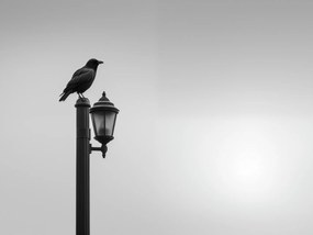 Poszter 40x30cm Magányos Holló