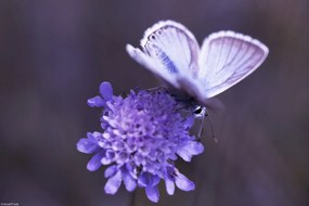 Poszter 30x20cm Pillangó a virágon, Assaf Frank