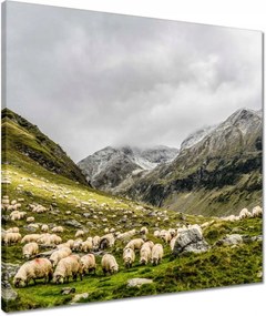 Vászonkép 50x50 Juh legeltetés Bárányok