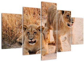 Kép - Kölyök oroszlánok (150x105 cm)