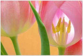Poszterek 120x80 Rózsaszín tulipánok