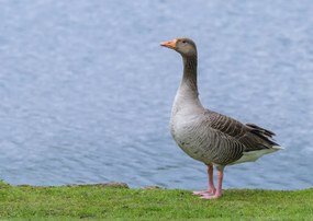 Poszter 84x59,5cm Liba a víz felett, Assaf Frank