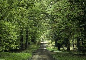Poszter 29,7x21cm Tavaszi erdei ösvény, Assaf Frank