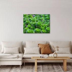 A pozsgás növények képe (70x50 cm)