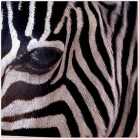 Poszterek 140x140 Makro fotó zebra