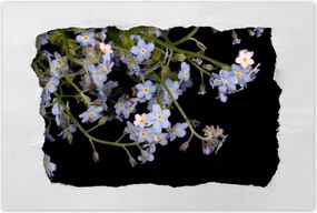 Poszterek 90x60 Virágok Nefelejcs