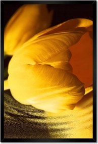 Poszter keretben 40x60 Sárga-arany tulipán