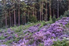 Poszter 60x40cm Hanga és fenyő, Assaf Frank