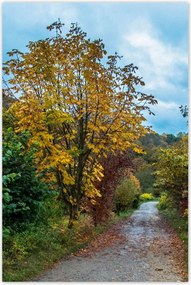 Poszterek 80x120 Őszi fák