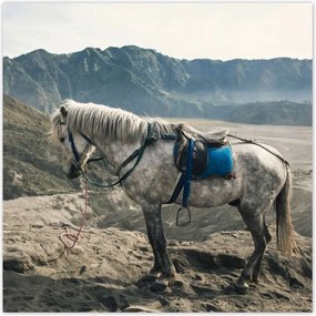 Poszterek 140x140 Ló expedíció a hegyekbe