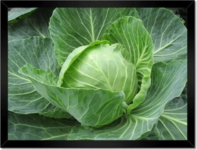 Poszterek keretben 40x30 Fiatal káposzta