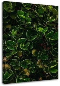 Gario Vászonkép Egzotikus növények zöld levelei Méret: 40 x 60 cm