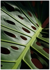 Poszterek A0 Pion Mosnter levelek lyukas