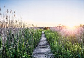 Flizelin fotótapéta Naplemente nád ösvény nyugalom 250x175 +ragasztó