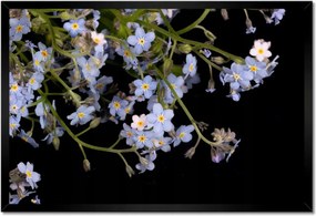 Poszterek keretben 60x40 Virágok Nefelejcs