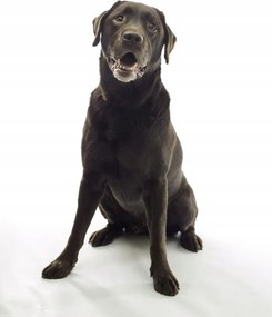 Poszter 29,7x42cm Barna labrador, fehér alapon, Assaf Frank