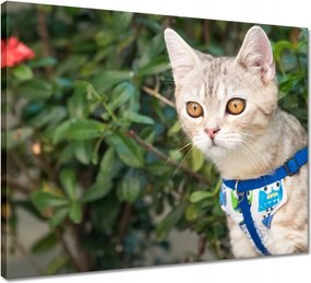 Vászonkép 50x40 Cica