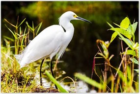 Poszterek 120x80 Kalapos madár Tájkép Kilátás