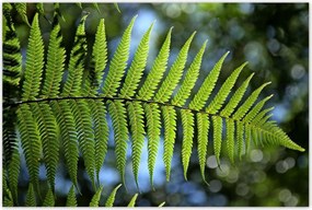 Poszterek 120x80 Páfrány páfrány levél