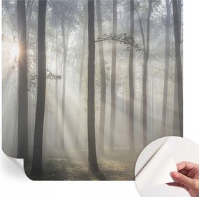 Modern öntapadós fotótapéta falra Illóer erdő 250x250 cm